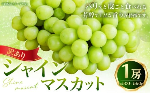 （訳あり） シャインマスカット 1房 約500～550g マスカット ぶどう ブドウ 葡萄 果物 くだもの フルーツ 常温 【2026年8月上旬～9月下旬迄発送予定】
