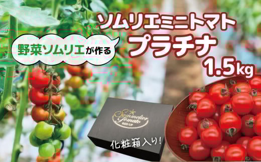 【特別栽培農産物】ソムリエミニトマト・プラチナ（ 1.5kg ） | 野菜 やさい トマト とまと 銀賞 熊本県 玉名市