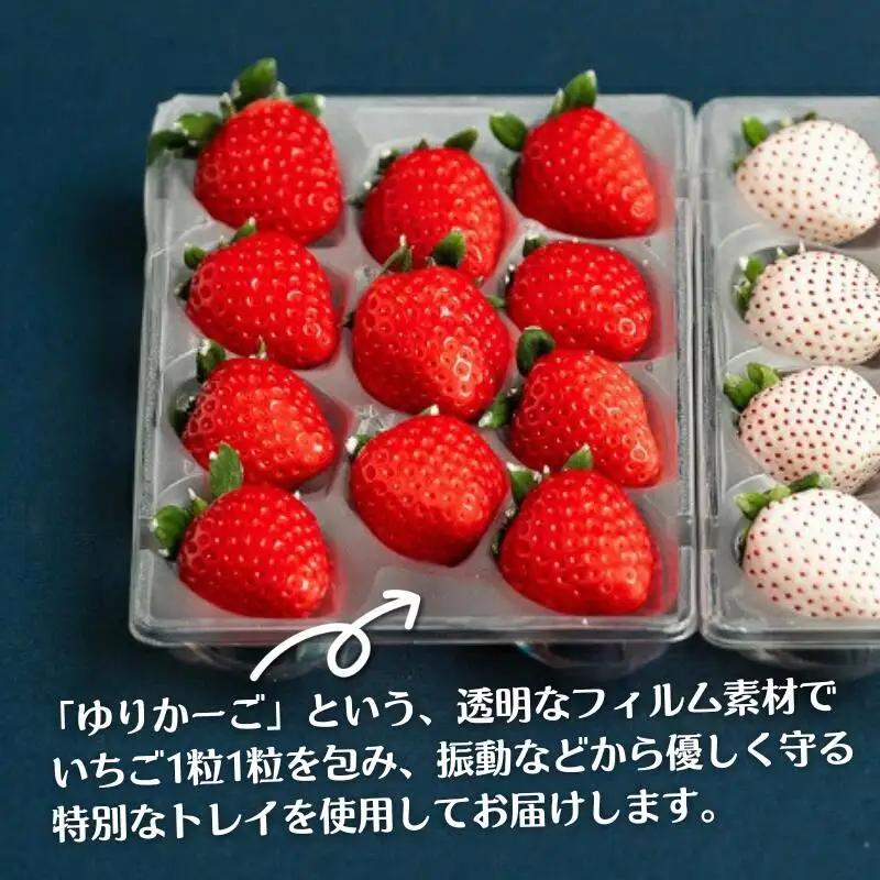 いちご 佐賀県産いちご さがほのか＆パールホワイト 紅白セット【1～4月発送】：B140-008