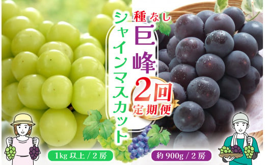 ＜25年発送先行予約＞【山梨県産 旬の果物 定期便】種無し巨峰 シャインマスカット 2回送り 180-008  ｜ぶどう 種無し 巨峰 たねなし 種なし シャインマスカット 発送 定期便 定期 笛吹市 山梨県 フルーツ 果物 ぶどう 葡萄 おすすめ フルーツ定期便  産地 笛吹市 笛吹 葡萄 国産 ぶどう 人気 国産 甘い ランキング 2回 期間限定 山梨県笛吹市 ｜