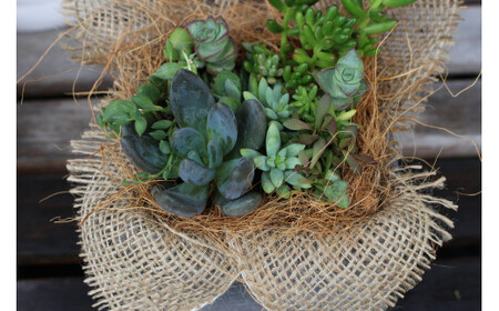 【チトのゆび】地元の花屋さんお薦めの多肉植物 Bセット　花苗 観葉植物 多肉植物 花苗 観葉植物 多肉植物 花苗 観葉植物 多肉植物 花苗 観葉植物 多肉植物 花苗 観葉植物 多肉植物