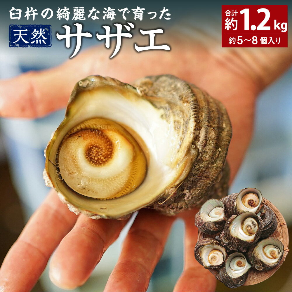 【ふるさと納税】臼杵の綺麗な海で育った 天然サザエ 合計約1.2kg 約5～8個 産地直送 魚介 魚介類 新鮮 特産品 国産 刺身 つぼ焼き お取り寄せ 送料無料