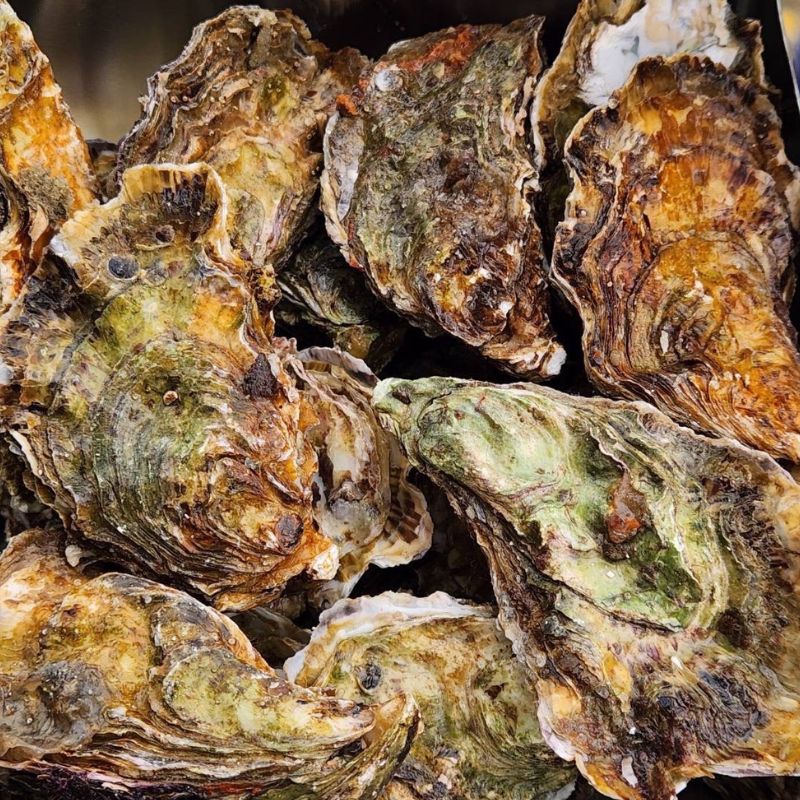 広島　安芸津産　殻付き牡蠣　カンカン焼き　約15～20個【配送不可：離島】