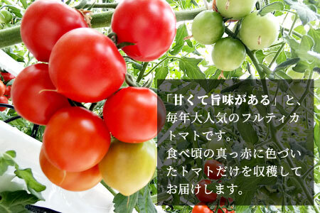 2025年10月～11月発送★フルティカトマト 2.0kg 令和7年度産 ※予約商品※ 割れ保障付 毎年大人気！早いもの勝ち！ 数量限定 トマト 中玉 フルーツ フルーツトマト トマト ミニトマト 6