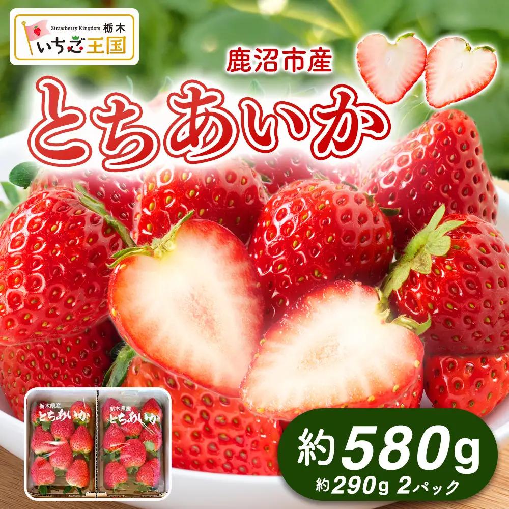 【先行予約】出会いの森いちご園 とちあいか （290g×2パック） | いちご イチゴ 苺 栃木県 果物 くだもの フルーツ とちあいか 新鮮 贈答 ギフト デザート スイーツ ※2026年12月～発