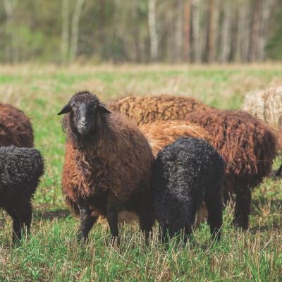 ふるさと納税 八尾市 (アイボリー・200×200cm) ウール100%ラグ 有色羊毛使用(T112) |  | 02