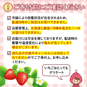 いちご 紅ほっぺ 約600g ( 約300g × 2パック ) 朝採り いちご
