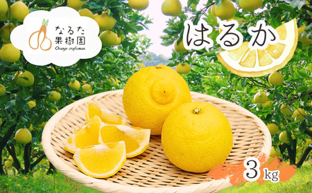 成田果樹園の はるか  3kg （ ご家庭用 ） はるか 柑橘 果物 ［1682］
