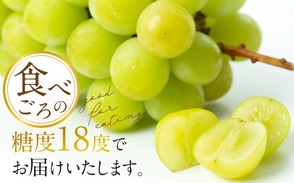 ぶどう 2024年 先行予約 黒川農園 自慢 ! の 大粒 大房 シャイン マスカット 1房 800g以上 ブドウ 葡萄  岡山県産 国産 フルーツ 果物 ギフト [No.5220-0581]