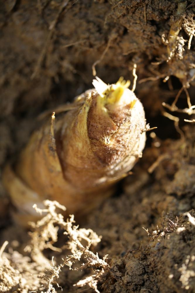 予約受付【筍農家】京都産 朝堀り湯がきたけのこ 優秀品 1KG(3-5本)皮なし