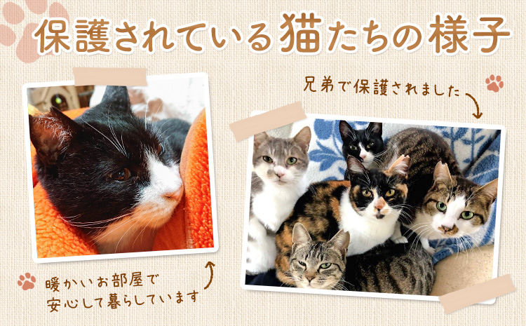 【返礼品なし】保護猫支援寄附 50,000円 一般社団法人オープンセサミアライブ 熊本県 南阿蘇村 保護猫 支援 猫 ネコ ねこ 生活支援 動物愛護 保護 返礼品なし 寄附 牧場 オープンセサミ アニ
