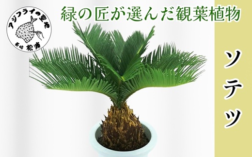 緑の匠が選んだ観葉植物 素敵な空間づくりに ソテツ( ソテツ 観葉植物 インテリア 植物 新築祝い 贈り物 開店祝い 引っ越し祝い 送料無料 )【C4-018】