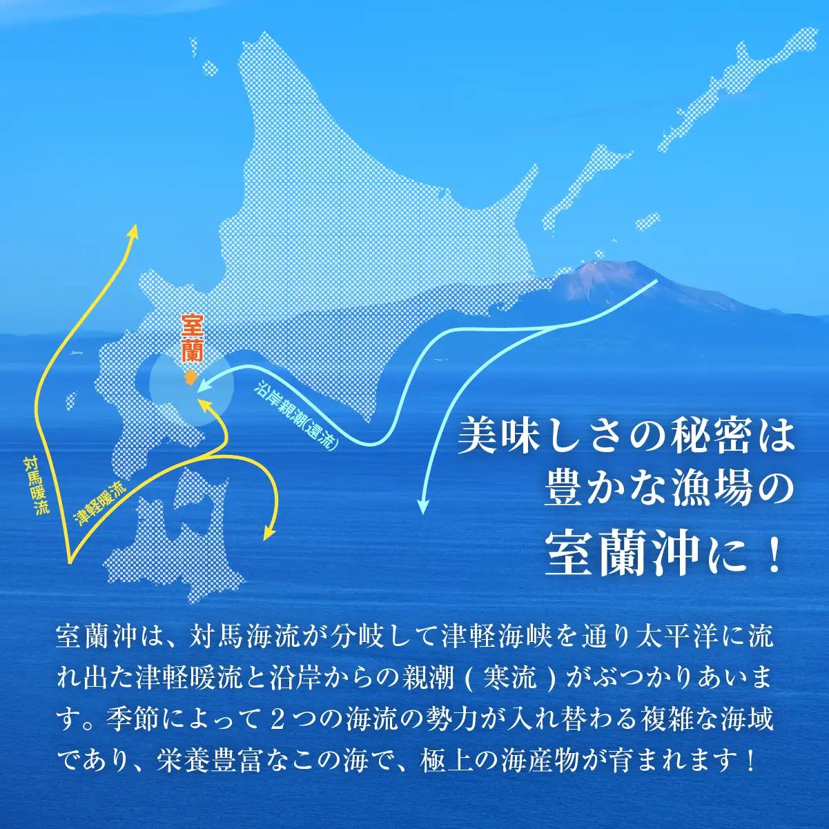 北海道室蘭産 天然活蝦夷あわび 5個入（1個100g～120g前後）2026年11月下旬頃～2027年1月下旬頃順次発送 MROH006