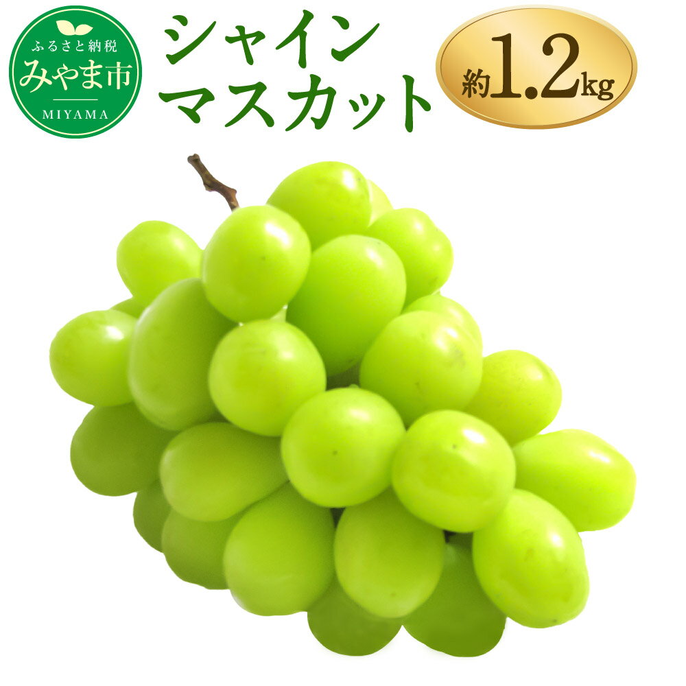 【ふるさと納税】シャインマスカット 約1.2kg ぶどう ブドウ マスカット 果物 フルーツ 高糖度 予約 九州産 国産 送料無料 A8【2025年9月上旬から順次発送予定】