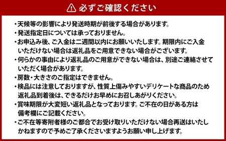 桃太郎ぶどう 1房（約500g）果物 ぶどう フルーツ スッキリ 種なし 大粒 人気 皮ごと 美味しい【2026年9月上旬～9月下旬発送予定】