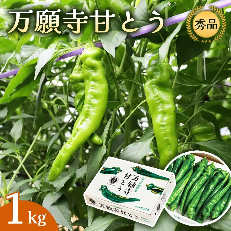 【2026年発送分】万願寺甘とう 化粧箱入 秀品 1kg ： 京野菜 万願寺とうがらし