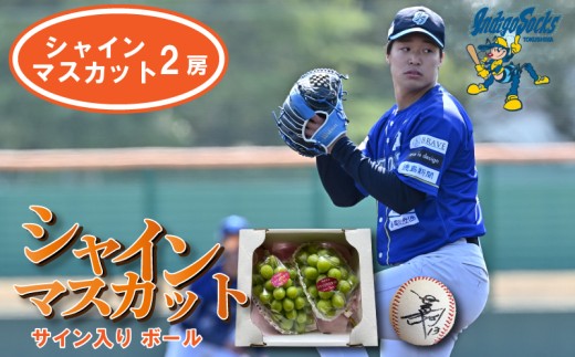 【2房 サインボール】 先行予約 シャインマスカット 2房  徳島 インディゴソックス サイン入り ボール セット 野球 四国アイランドリーグ