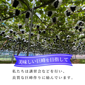 【2026年発送】志賀高原の麓で育った 種なし 巨峰 3～5房 約2kg ぶどう フルーツ 果物 デザート 長野県 長野