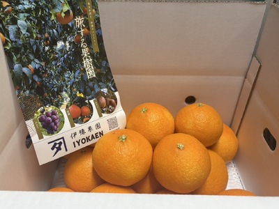 【2026年先行予約】 みかん 愛果28号 サイズミックス  約5kg ご家庭用 【2026年11月下旬から順次発送予定】 紅まどんなと同一品種 愛媛 人気 柑橘 国産 フルーツ 伊豫果園 伊予市｜C
