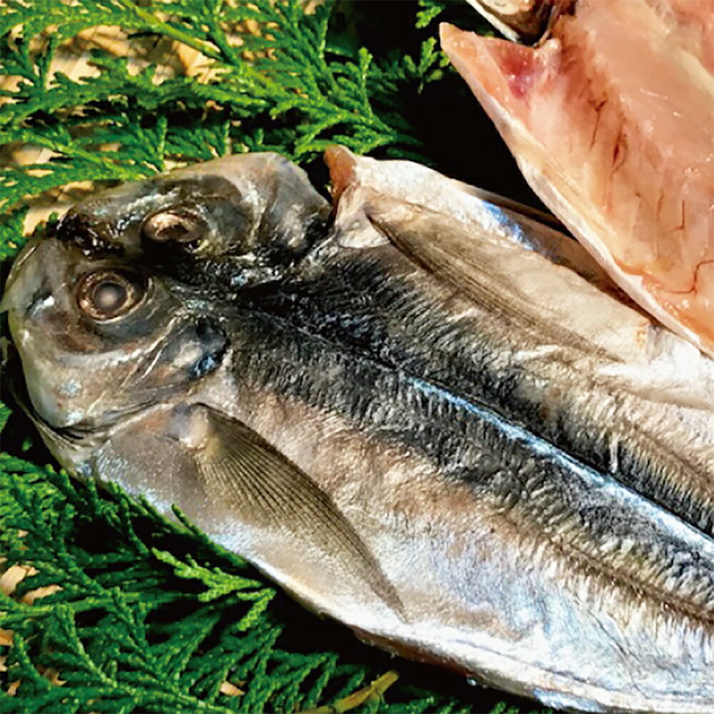 【ふるさと納税】一夜干しざんまいセット 6種類 セット さば塩 あじ塩 かます開き 連子鯛開き ふぐ きびな フグ 真空パック ひもの 干物 魚介類 海産物 冷凍 長崎県 長崎市 送料無料