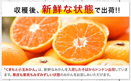【2ヶ月定期便】訳あり みかん 小玉みかん くまもと小玉みかん 5kg (2.5kg×2箱)   秋 旬 不揃い 傷 ご家庭用 SDGs 《10月-11月出荷》小玉 たっぷり 熊本県 産 S-3Sサイ