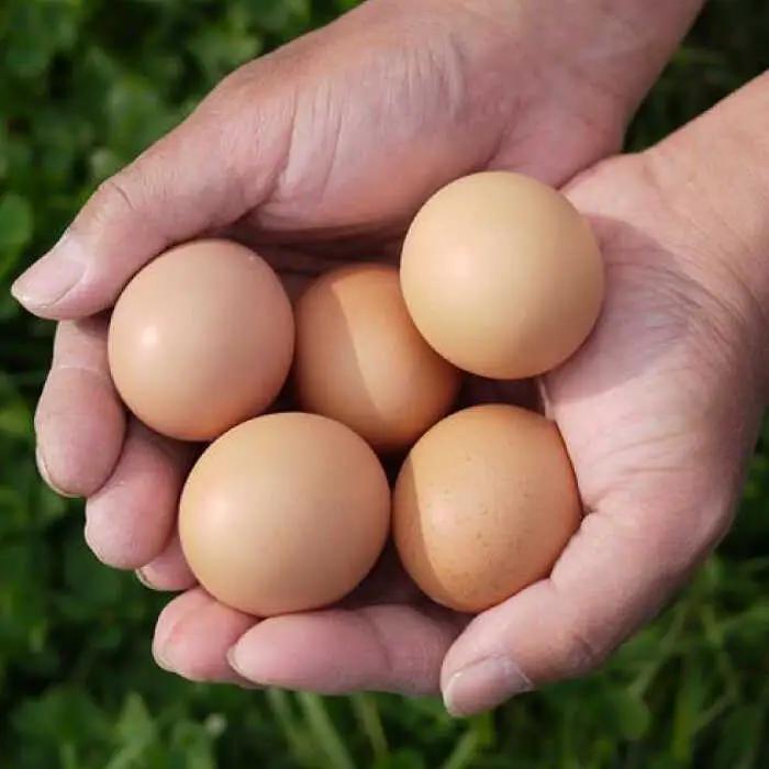 平飼いニワトリの有精卵！ほんまの朝食セットB（卵20個、フランクフルトソーセージ6本） / 佐賀県 / 本間農園 [41AJAA013]