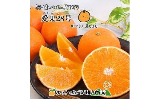 【12月中旬から発送予定】希望の島 愛果28号 特選品 大玉 約1.5kg（6玉） 愛媛県産 みかん 柑橘