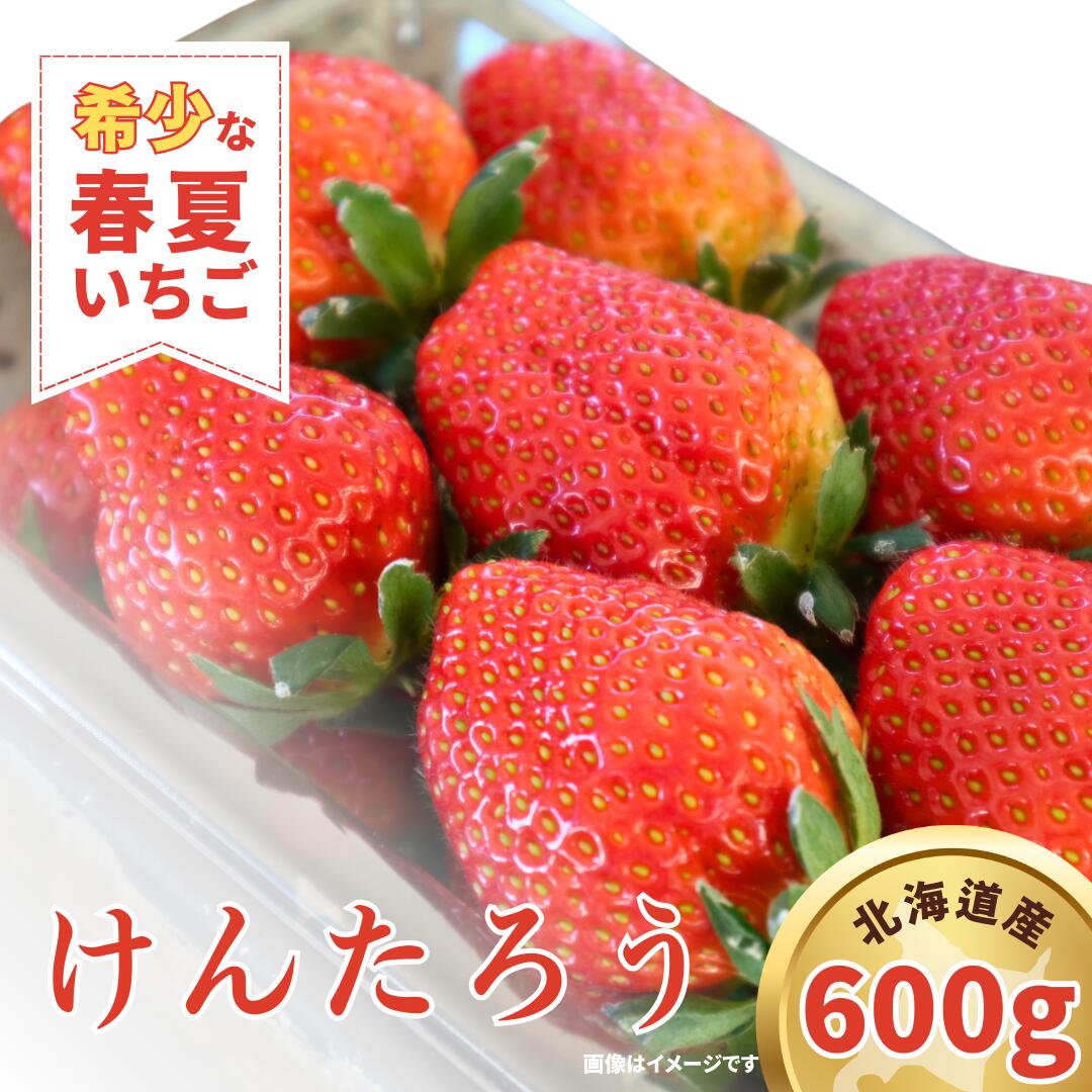 【ふるさと納税】【大粒いちご2025年5月発送！期間限定商品】春夏イチゴ「けんたろう」計600g《厚真町》　【こばやしいちご農園】[AXBT001]