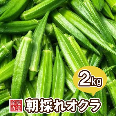 ふるさと納税 南九州市 産地直送 朝採れオクラ