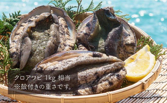 玄海灘の荒海で水揚げされた（活）クロアワビ 《壱岐市》【丸和水産】[JCJ006] 51000 51000円
