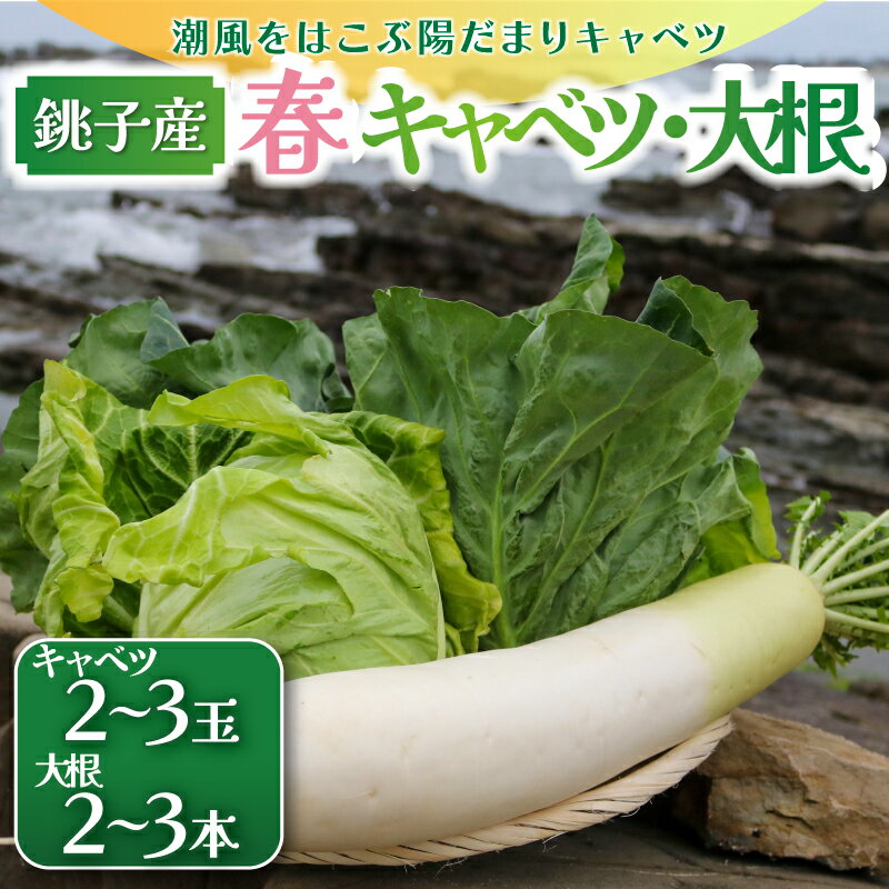 【ふるさと納税】先行予約 春キャベツ 2〜3玉 大根 2〜3本 セット 数量限定 期間限定 大容量 旬の野菜 旬の味覚 春の風物詩 甘い キャベツ 贈答 プレゼント 贈り物 ギフト グルメ 発送時期 2026年4月〜(なくなり次第終了) ふるさと納税 送料無料 千葉県 銚子市 小野商店