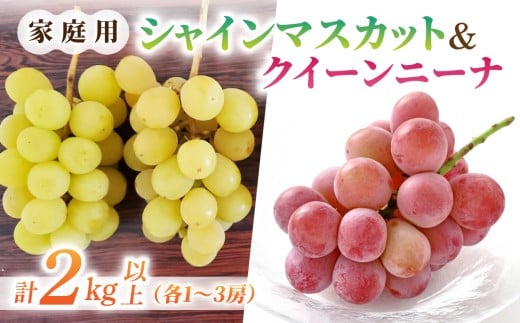 【先行受付2026年発送】家庭用シャインマスカット＆クイーンニーナ　合計2kg以上（各1～3房）｜さとのみ果樹園※2026年9月中旬～10月中旬順次発送