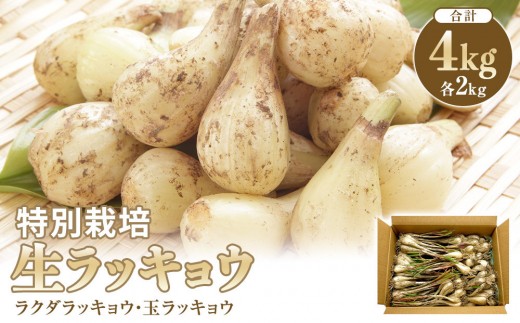 【特別栽培】生ラッキョウ　計4kg（ラクダラッキョウ×2kg　玉ラッキョウ×2kg）　※2026年5月下旬～7月上旬頃に順次発送予定【らっきょう らっきょ ラッキョ 生らっきょう ラクダラッキョウ ラクダらっきょう 玉らっきょう 詰合せ ご飯 カレー 希少 鳥取県産 北栄町 おすすめ 人気】