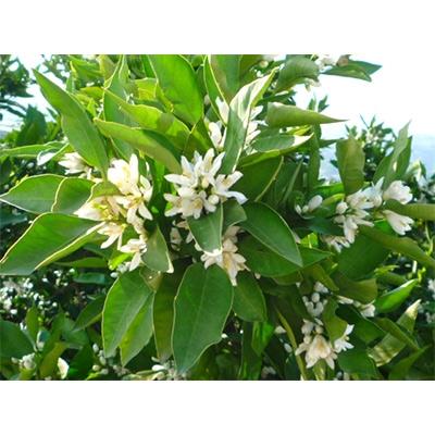 ふるさと納税 紀の川市 【2025年度新蜜】蜜柑蜂蜜 1200g×4本 |  | 02