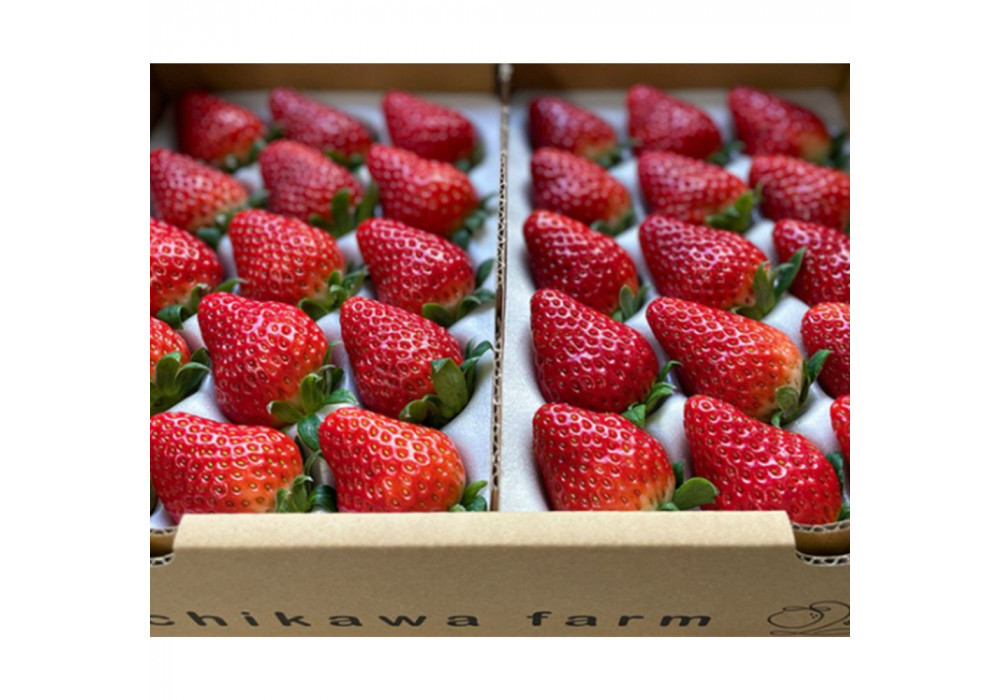 【先行予約】農園厳選 静岡いちご2パック（約900g／すず・おいCベリー・紅ほっぺ）（冷蔵 苺 フルーツ）