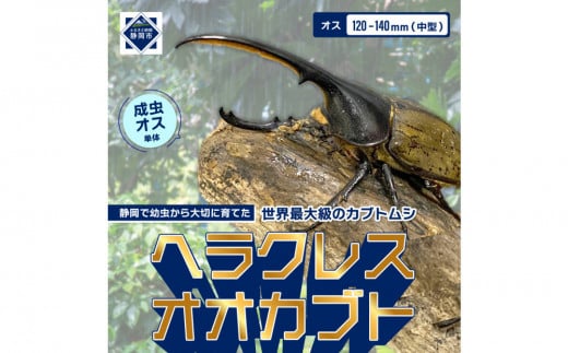 ヘラクレスオオカブト中型オス（120-140mm）