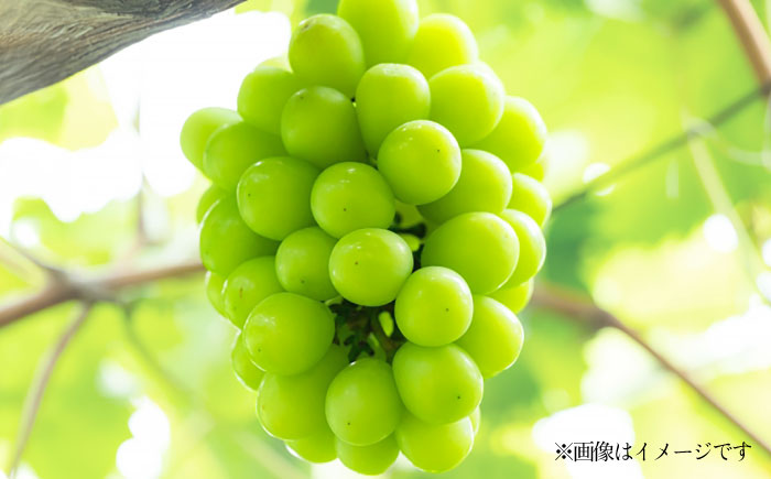 【先行予約】【数量限定】シャインマスカット 約2kg【日本フルーツ株式会社】 [ZFJ010]