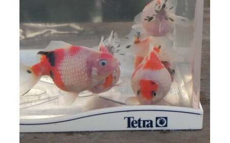 【 先行予約 】 金魚 キャリコピンポンパール 3匹セット | ピンポンパール きんぎょ 生体 新潟県 五泉市 有限会社エンドウ酒店（令和７年10月以降順次発送）