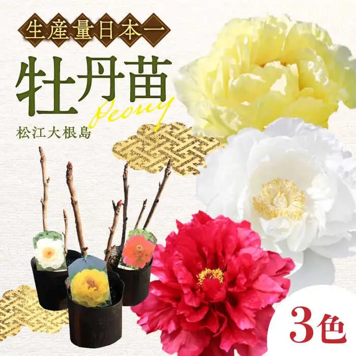 花【先行予約】【2026年10月中旬以降順次発送】 松江大根島牡丹苗(3色セット) 島根県松江市/島根県農業協同組合くにびき地区本部[ALBC002] 花 花