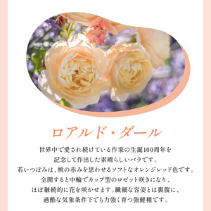 【イングリッシュローズ】デビッド・オースチン ロアルド・ダール 6L鉢苗（バラ専用肥料付）【025D-052】