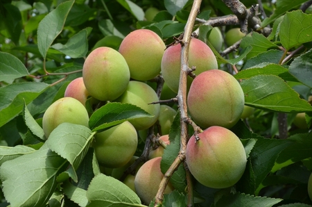 【定期便9ヶ月】梅の風（清涼飲料水）　290ml×24本入り【 神奈川県 山北町 】