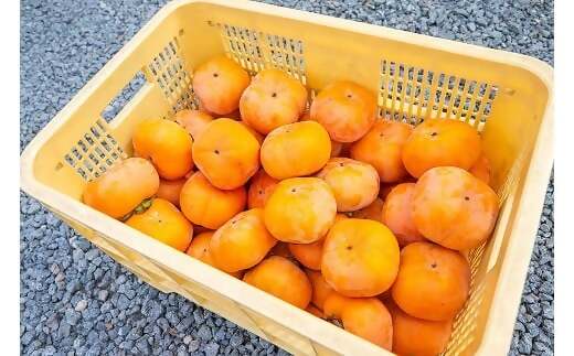 【高島屋選定品】＜中村農園＞三重の安心食材認定　中村農園の次郎柿　大きめサイズ10個（3ｋｇ前後） TSY-05-01