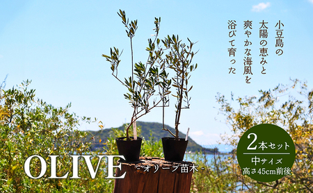 オリーブ苗木 観葉植物 中サイズ 小豆島 オリーブ苗木【2本】