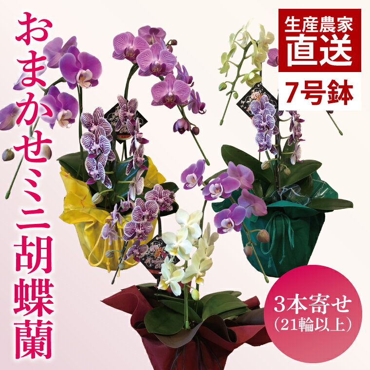 【ふるさと納税】おまかせミニ胡蝶蘭（3本寄せMIX）【お花 花 コチョウラン 胡蝶蘭 蘭 ラッピング 贈り物 プレゼント 誕生日 お祝い 誕生日 母の日 父の日 敬老の日 鹿嶋市 茨城県】（KAR-9）
