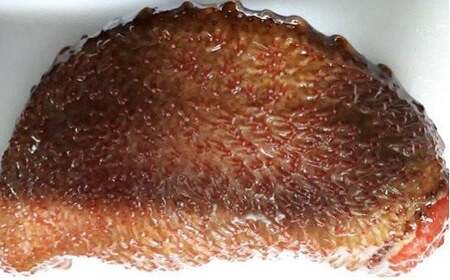 修福丸ん赤・青ナマコの食べ比べ！(赤・青各1袋) | 豊後高田市 なまこ