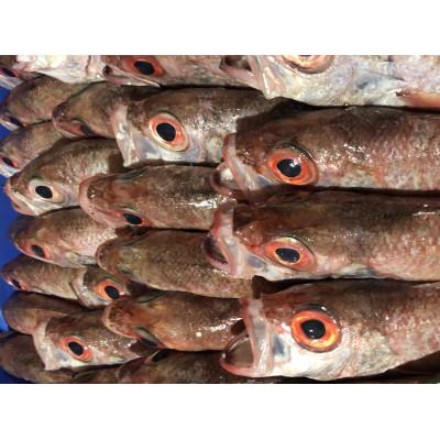 ふるさと納税 八幡浜市 八幡浜発! 竹中水産の「ノドグロー匠の天日干し」1kg前後【H22-218】 |  | 03