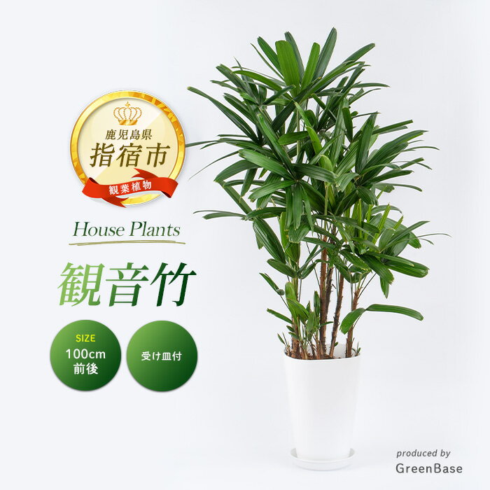 【ふるさと納税】＜2026年1月中旬以降順次発送＞観音竹8号鉢 南国鹿児島県で育った 観葉植物！植物 鉢付 インテリア 室内 オフィス おしゃれ プレゼント ギフト 開店祝い 移転祝い マイナスイオン ※北海道・沖縄・離島配送不可※【GreenBase】