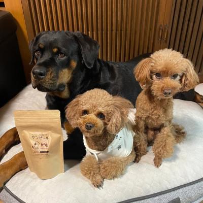 ふるさと納税 茨城県 茨城県産ほしいもの未利用部分を使用したワンちゃんのための無添加おやつ(90g×8袋) |  | 03