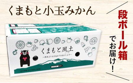 訳あり みかん ひとくちもぎたてみかん 約 3kg (3kg×1箱) S-3Sサイズ 訳あり ご家庭用 熊本県産 （荒尾市産含む） 期間限定 フルーツ 果物 旬 冬 柑橘 小玉 みかん《10月下旬-1