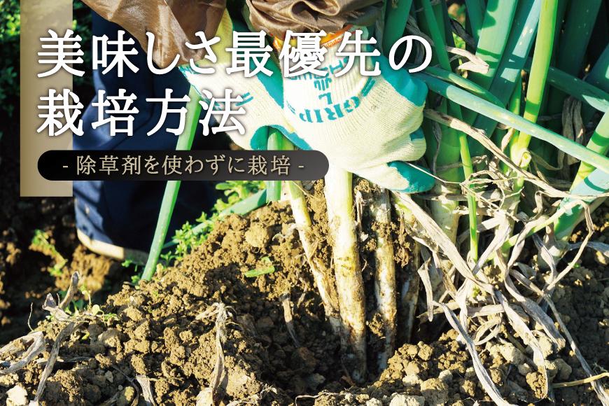 カマシチねぎ屋 旬の甘ねぎ 5kg（約27本～42本）【12月下旬より順次発送】